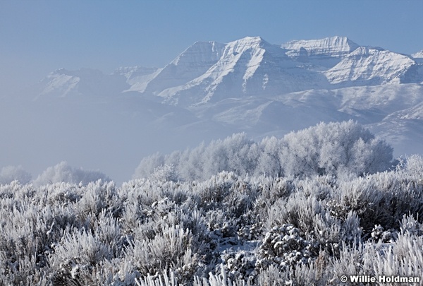 Frosty Mountains sage 122112 346