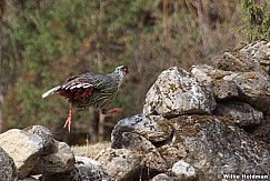 hymalayanbird 27923