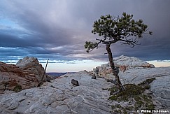 Ponderosa pPine Utah 040820 2317