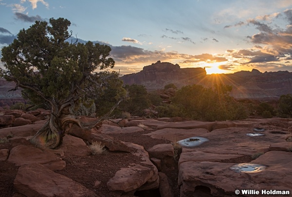 Juniper Tree Capitol Reef Sunrise 040920 2391