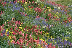 Timpanogos Wildflowers Meadow 072321 8580 8642