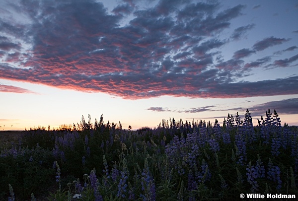 Sunrise Lupine 062913 1834