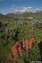 paintbrushtimp052509 24707