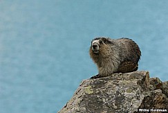 woodchuck070808 2004