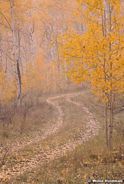 Snowing on golden aspens, Utah