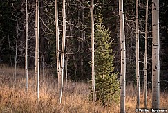 Lone Pine Forest 102414 4