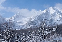 Timpanogos Winter Pines 123015 1915 4