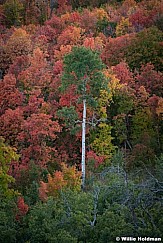 Lone Aspen Tree Maples 092023 3675 3