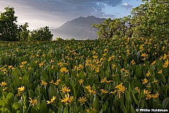 Timpanogos Mule Ears 061518 1655