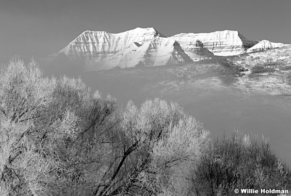 TimpwinterBW022811 24