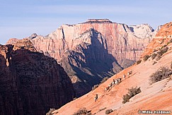 Bighorn Sheep Zion 110613 0654