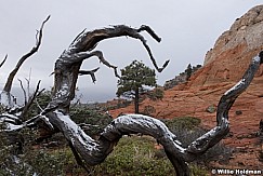 gnarley Tree 102815 4