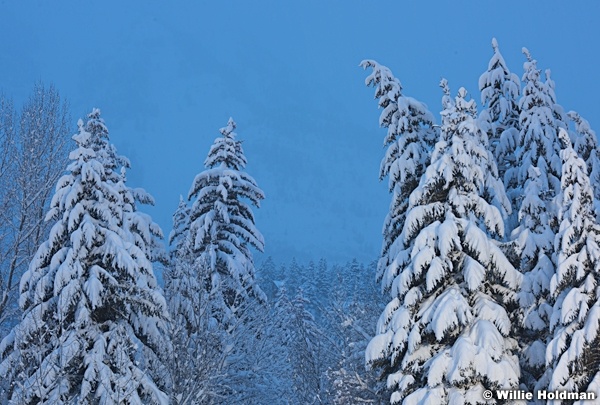 Snow Pines 011317 0505