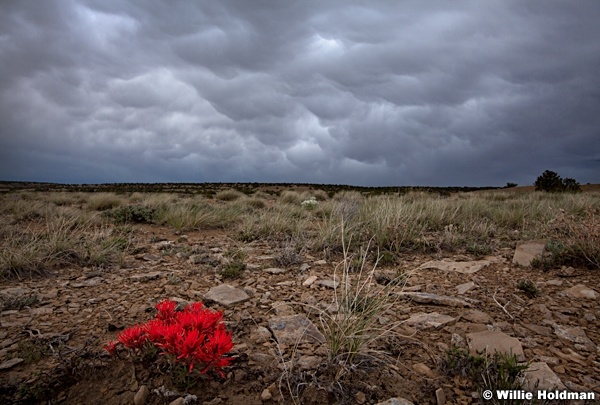 SanRafaelpaintbrush052311 1150