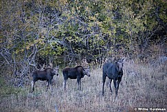 Moose with Twins Utah 100912 12