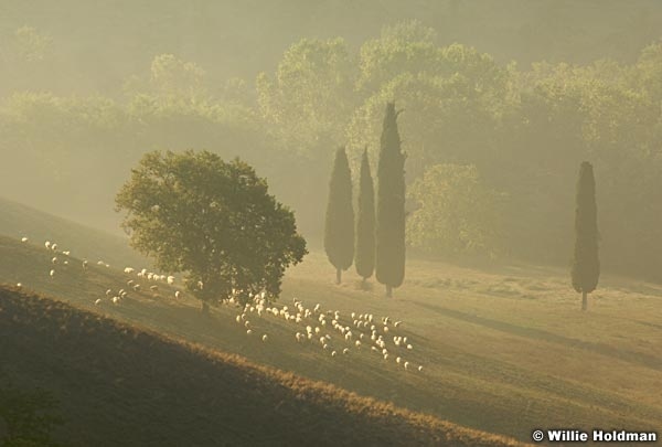 Sheepcyprustree092309116