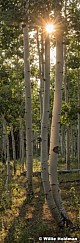 Spring Aspen Sunburst 20x60 081421 0773 2