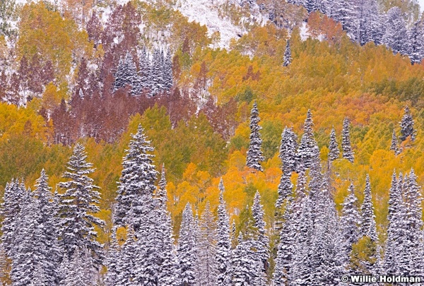 Snow Pine Aspens 100413 8129