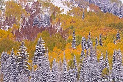 Snow Pine Aspens 100413 8129