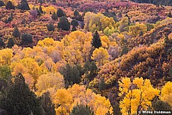 Yellow Cottonwood Trees 100813 2