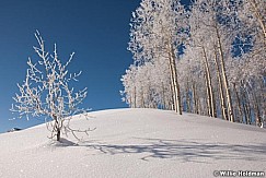 treefrost012810 0640