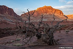 Capitol Reef Tree 051921 0250