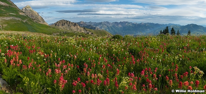 Timpanogos Wildflower Pano Sharp Flowers 081823 7382