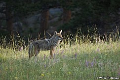 Coyote071809 29754