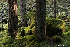 Hood Wilderness Stream 110614 7699 2