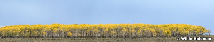 yellowaspenskypan