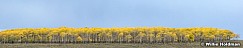 yellowaspenskypan