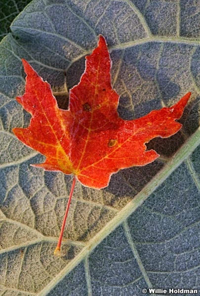 D1105red maplefrost