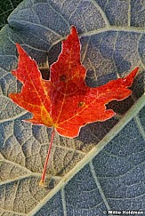 D1105red maplefrost