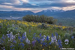 Ridgeline Wildflowers Heber 061219 3781 2