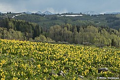 Glacier Lilies Aspens 062223 5072