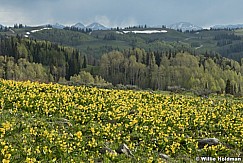 Glacier Lilies Aspens 062223 5072