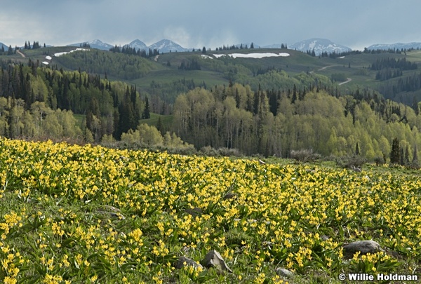 Glacier Lilies Aspens 062223 5072