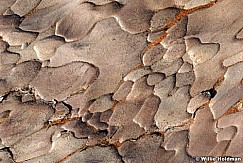 barktexture101307 1198