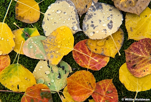 Close Up Aspens Leaves 100115 3