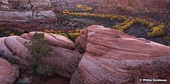 Cottonwood Train Escalante 102718