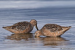 Curlew Utah Lake 042320 8905