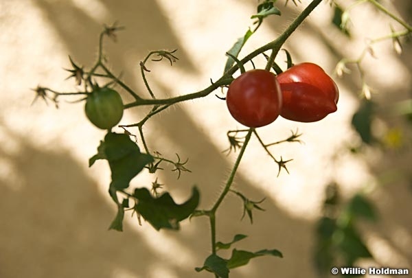 redtomato092309 400