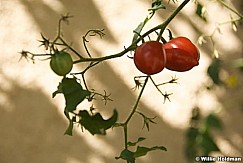 redtomato092309 400