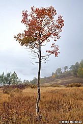 Autumn Single Aspen 092512