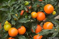 Tomatoes92209 351
