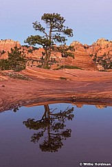 Tree Waterhole Reflection 111215 2755