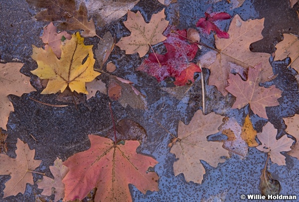 Maple Leaves 110519 3761 2