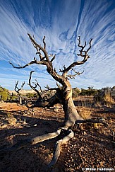 SanRafaeltree102910merge3a 8790