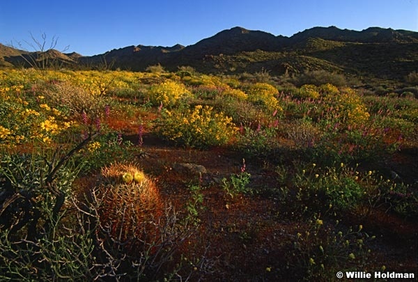 joshuatree1