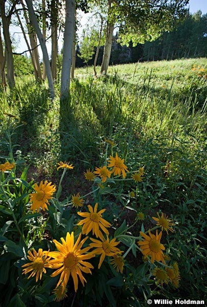 Yellow Daisies Aspens 070113 3759